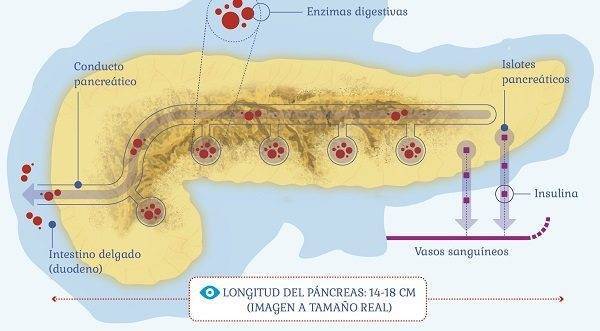 pancreas infografia partes